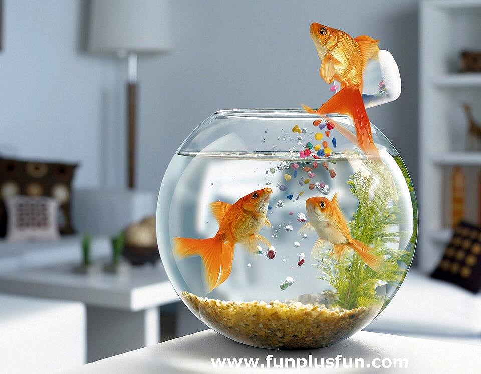 Gold Fish » Sagar Fish Aquarium